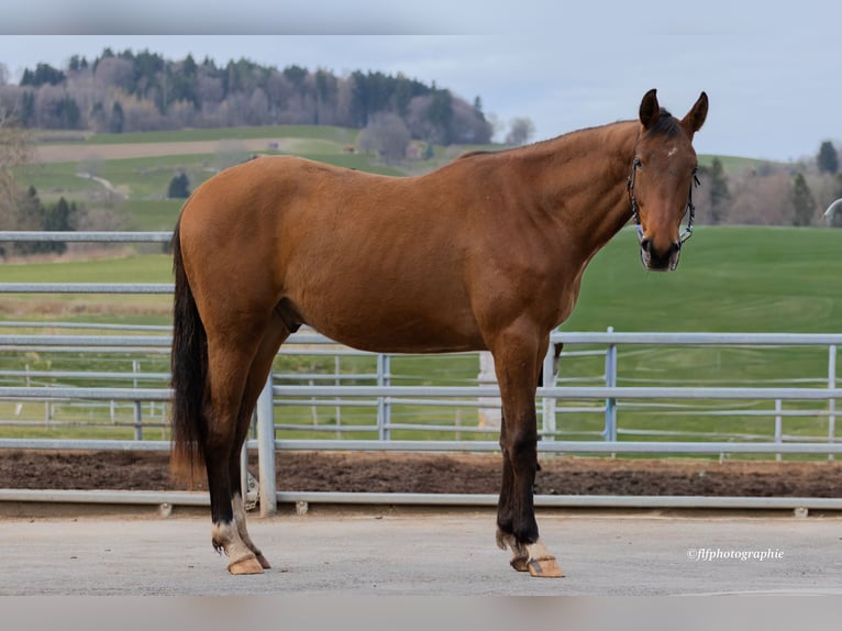 Swiss Warmblood Gelding 2 years 15,2 hh Brown in St-ursen