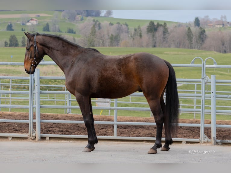 Swiss Warmblood Gelding 3 years 15,2 hh Brown in St. Ursen