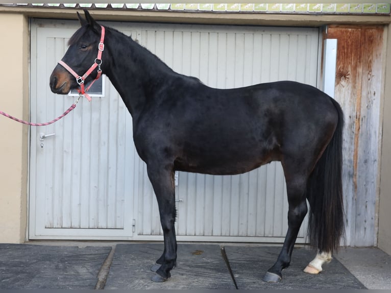 Swiss Warmblood Gelding 3 years 15,2 hh Smoky-Black in Schwarzenbach