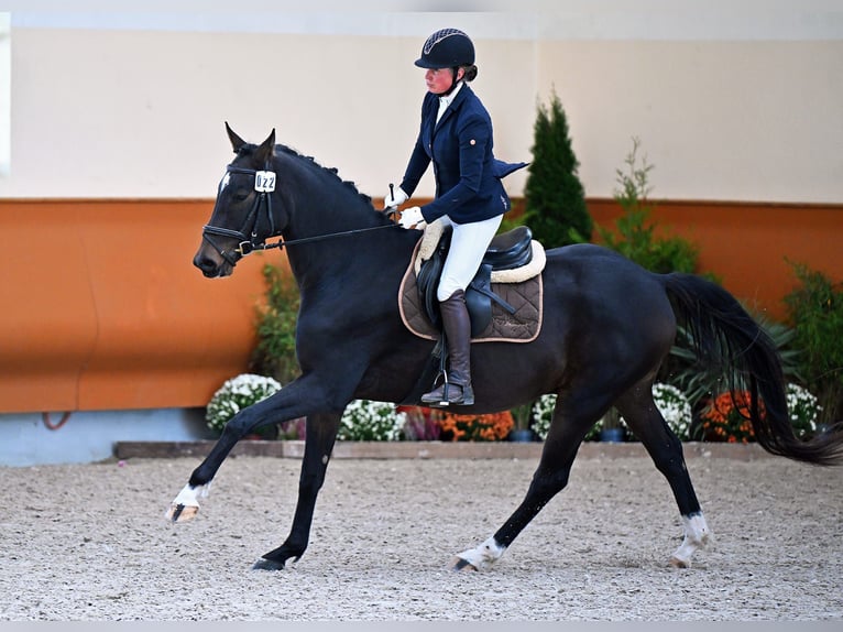 Swiss Warmblood Gelding 3 years 16,1 hh Bay-Dark in SchwarzenburgSchwarzenburg