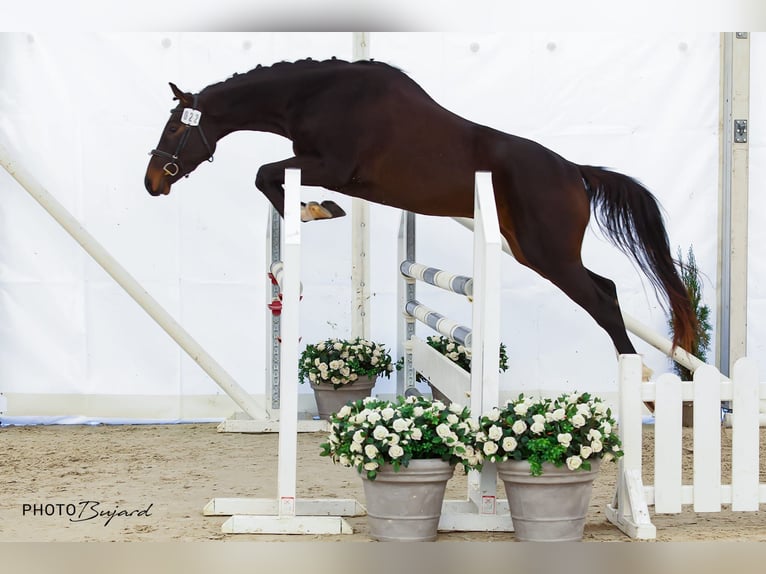 Swiss Warmblood Gelding 3 years 16,1 hh Bay-Dark in SchwarzenburgSchwarzenburg