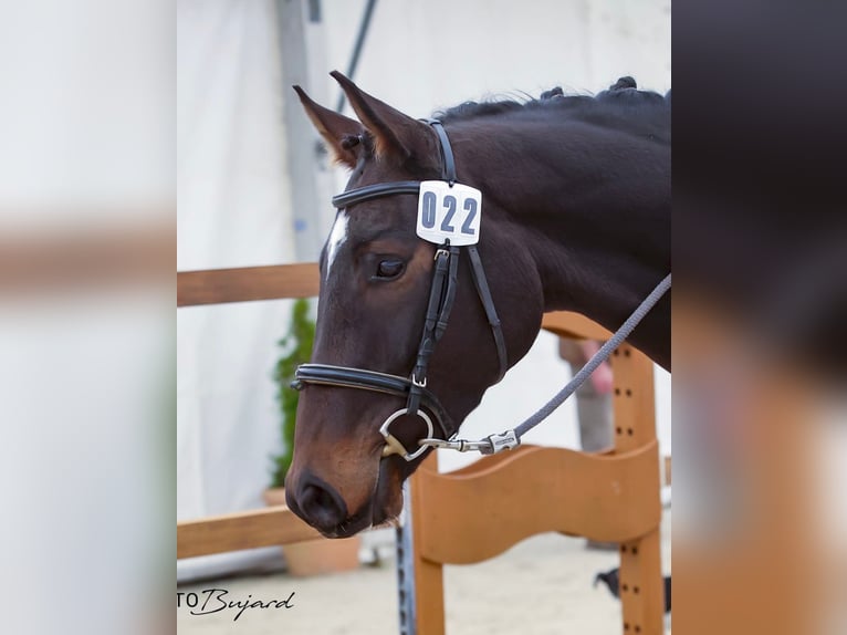 Swiss Warmblood Gelding 3 years 16,1 hh Bay-Dark in SchwarzenburgSchwarzenburg