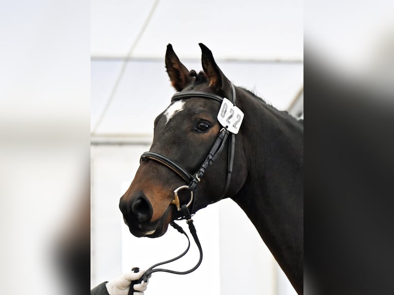 Swiss Warmblood Gelding 3 years 16,1 hh Bay-Dark in SchwarzenburgSchwarzenburg