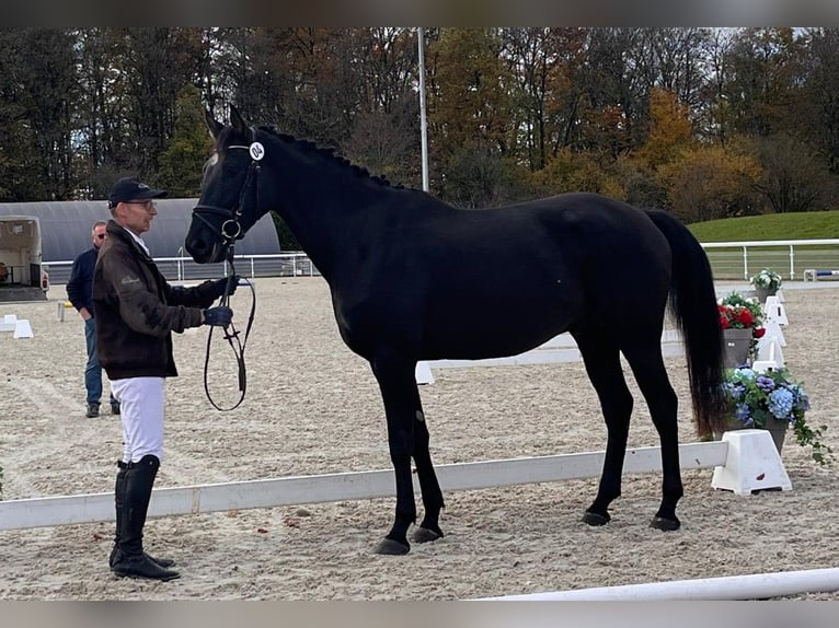 Swiss Warmblood Gelding 3 years 16,2 hh Bay-Dark in SchwarzenburgSchwarzenburg