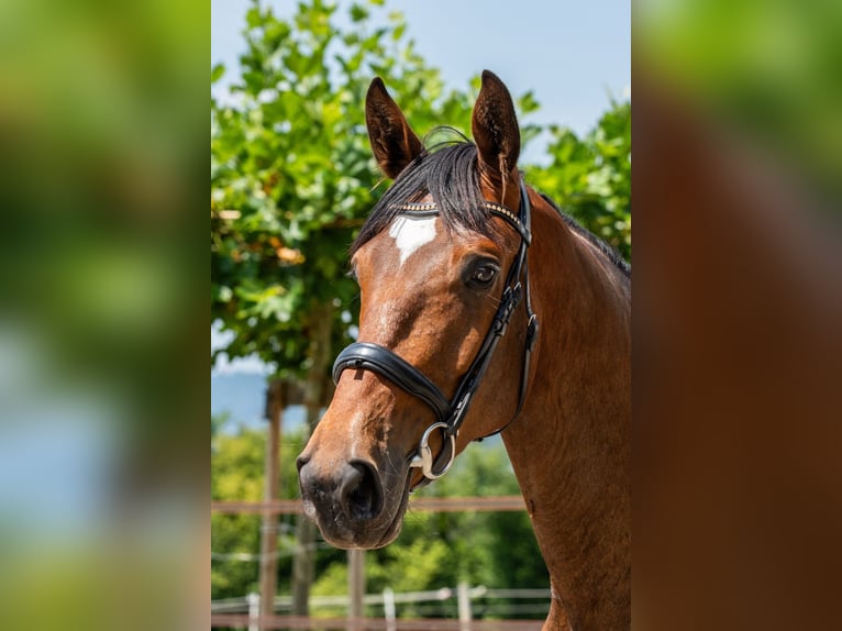 Swiss Warmblood Gelding 3 years 16,2 hh Brown in Bronschhofen