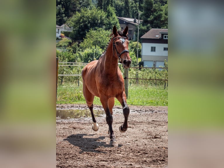 Swiss Warmblood Gelding 3 years 16,2 hh Brown in Bronschhofen