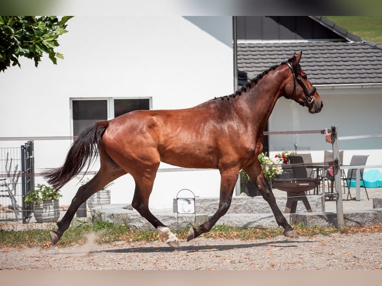 Swiss Warmblood Gelding 3 years 16,2 hh Brown in Bronschhofen