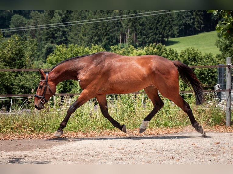 Swiss Warmblood Gelding 3 years 16,2 hh Brown in Bronschhofen