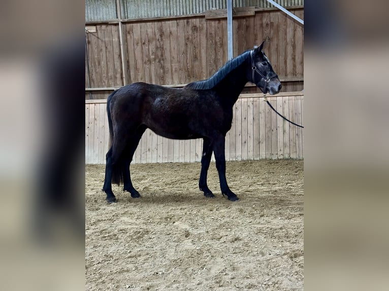 Swiss Warmblood Gelding 3 years 16,2 hh Grey in Elsoff / Westerwald