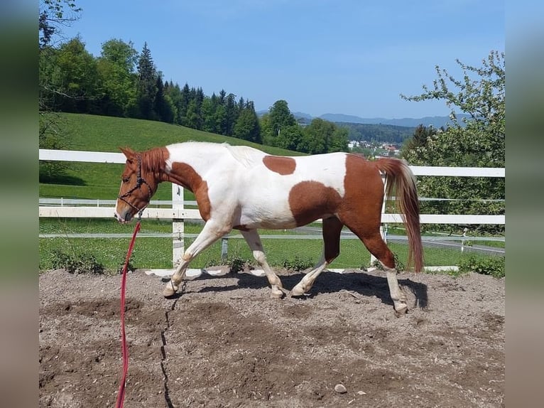 Swiss Warmblood Gelding 4 years 14,1 hh Pinto in Hirschthal