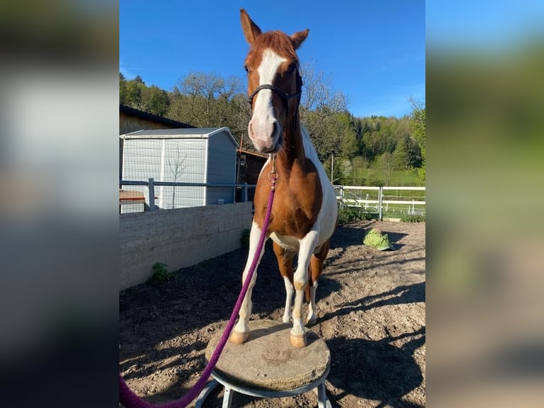 Swiss Warmblood Gelding 4 years 14,1 hh Pinto in Hirschthal