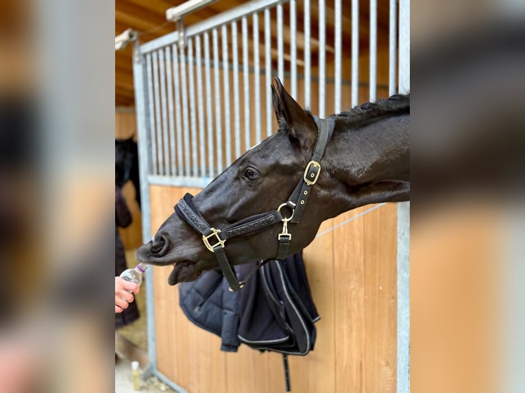 Swiss Warmblood Gelding 4 years 16.1 hh Black in Waldshut-Tiengen
