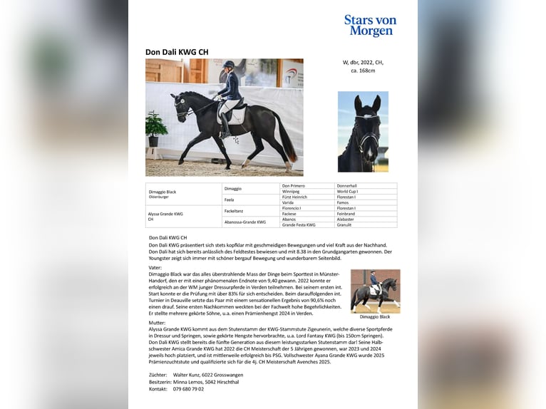 Swiss Warmblood Gelding 4 years 16.1 hh Black in Waldshut-Tiengen
