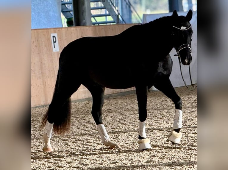 Swiss Warmblood Gelding 4 years 16.1 hh Black in Waldshut-Tiengen