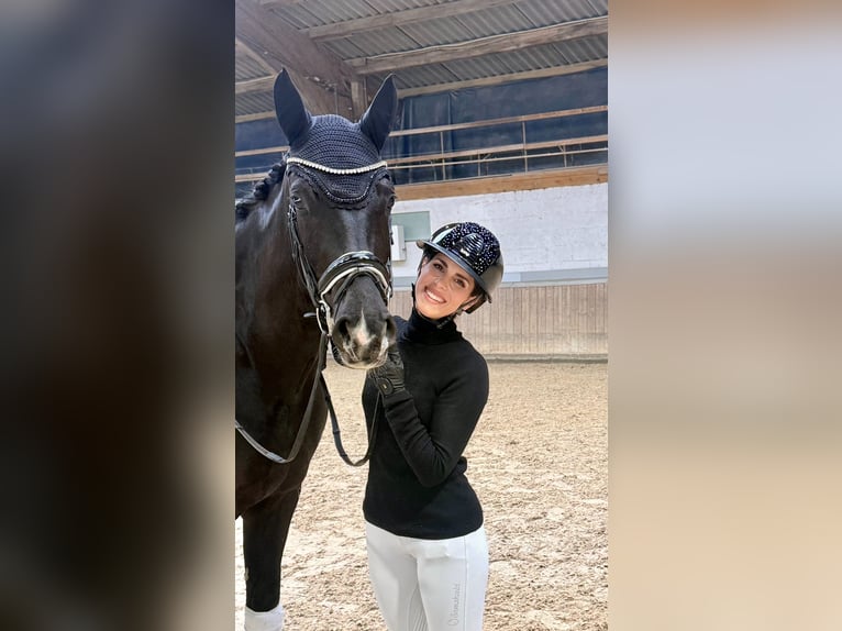 Swiss Warmblood Gelding 4 years 16.1 hh Black in Waldshut-Tiengen