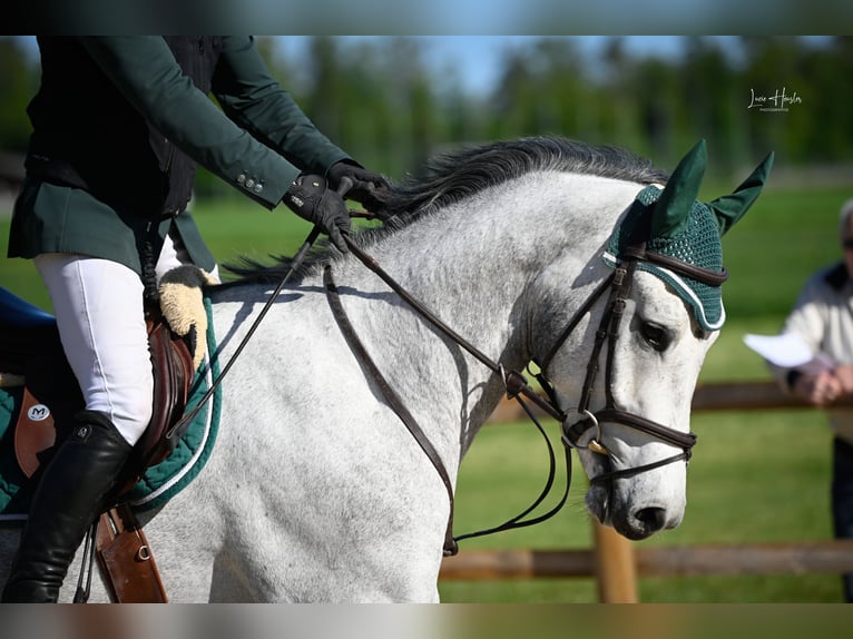 Swiss Warmblood Gelding 4 years 16.1 hh Grey in Pfeffingen