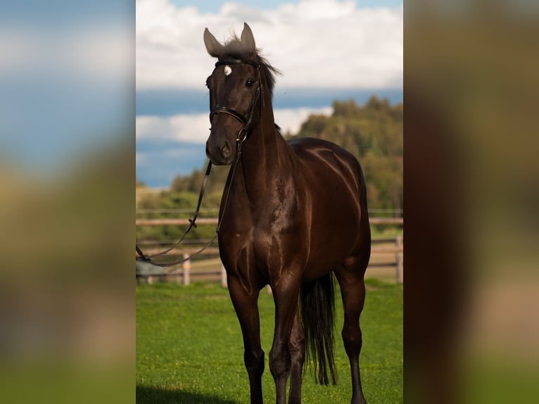 Swiss Warmblood Gelding 4 years 16.2 hh Bay-Dark in Schwarzenburg