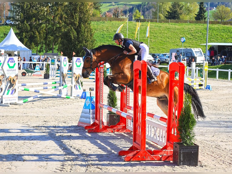 Swiss Warmblood Gelding 4 years 16,2 hh Brown in Büren an der  aare