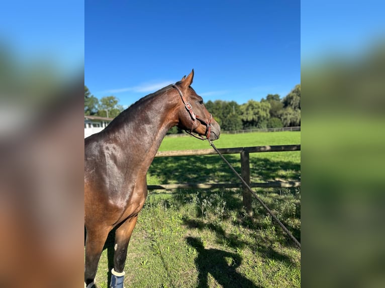 Swiss Warmblood Gelding 4 years 16 hh Brown in Dettighofen
