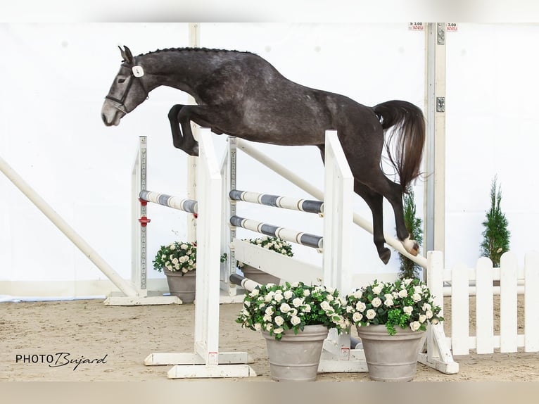 Swiss Warmblood Gelding 4 years 16 hh Gray in Vilars NE