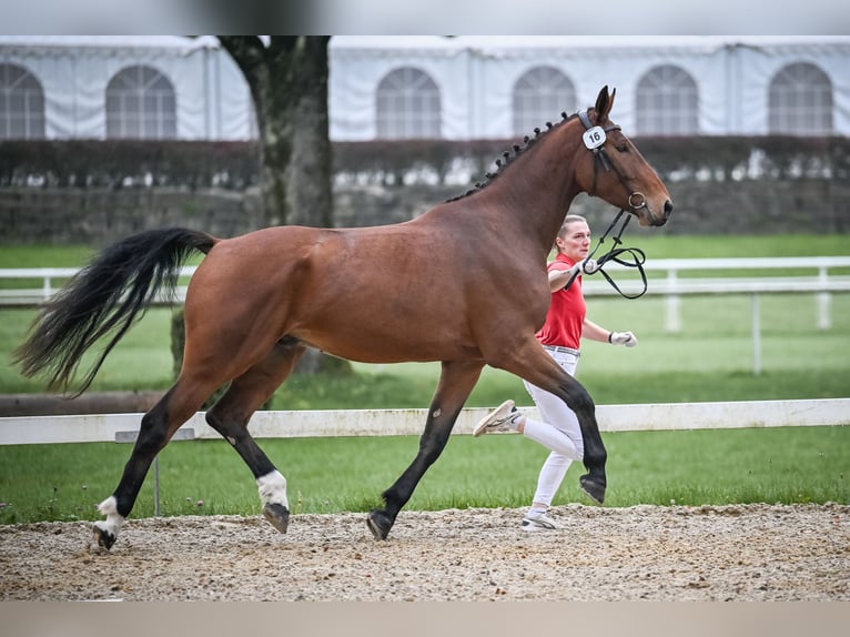 Swiss Warmblood Gelding 4 years 16,3 hh Brown in Rohrbachgraben