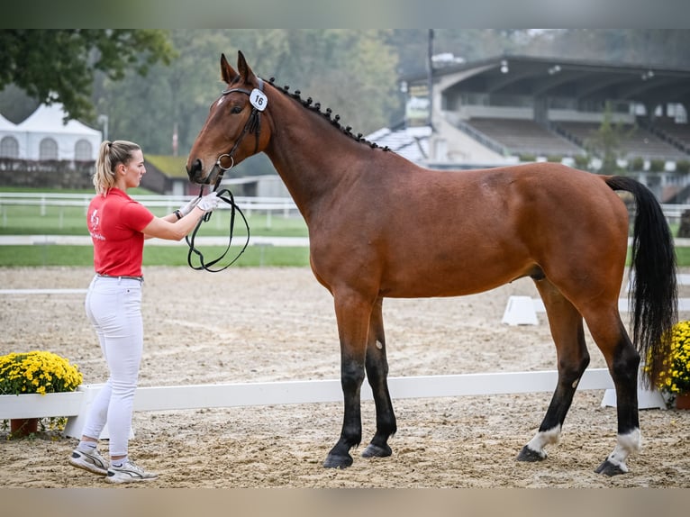 Swiss Warmblood Gelding 4 years 16,3 hh Brown in Rohrbachgraben