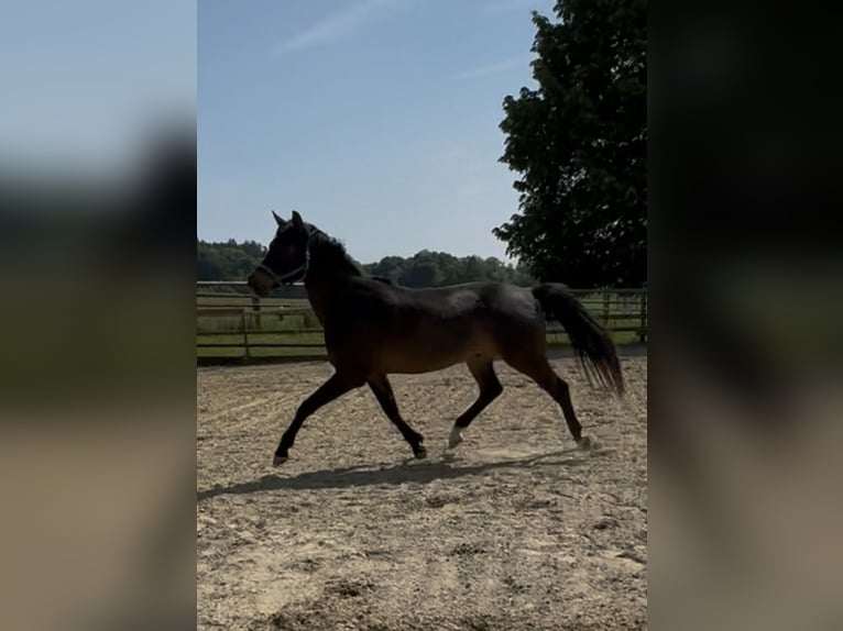 Swiss Warmblood Gelding 4 years 17 hh Bay-Dark in Illhart