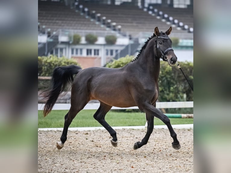Swiss Warmblood Gelding 4 years 17 hh Bay-Dark in Illhart