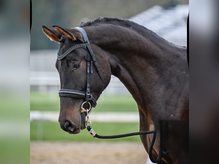 Swiss Warmblood Gelding 4 years 17 hh Bay-Dark in Illhart