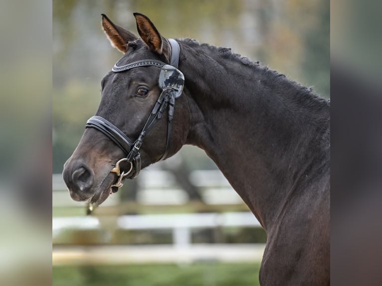 Swiss Warmblood Gelding 4 years 17 hh Bay-Dark in Illhart