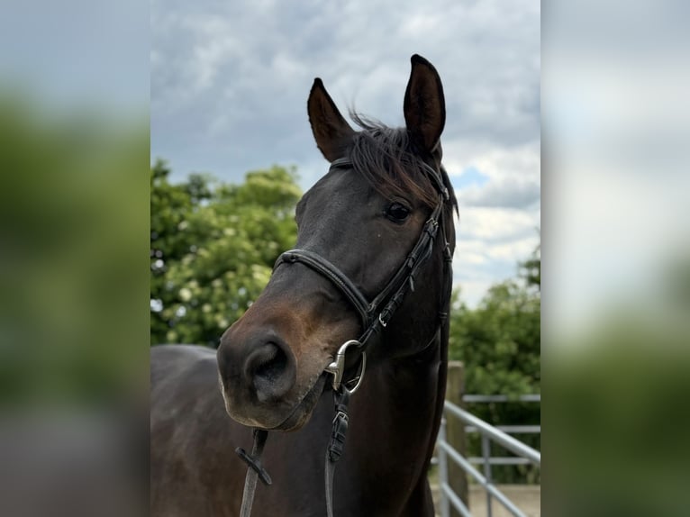 Swiss Warmblood Gelding 4 years 17 hh Bay-Dark in Illhart