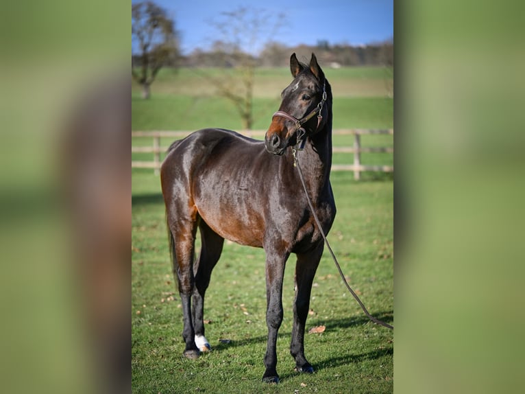 Swiss Warmblood Gelding 4 years 17 hh Bay-Dark in Rothenburg