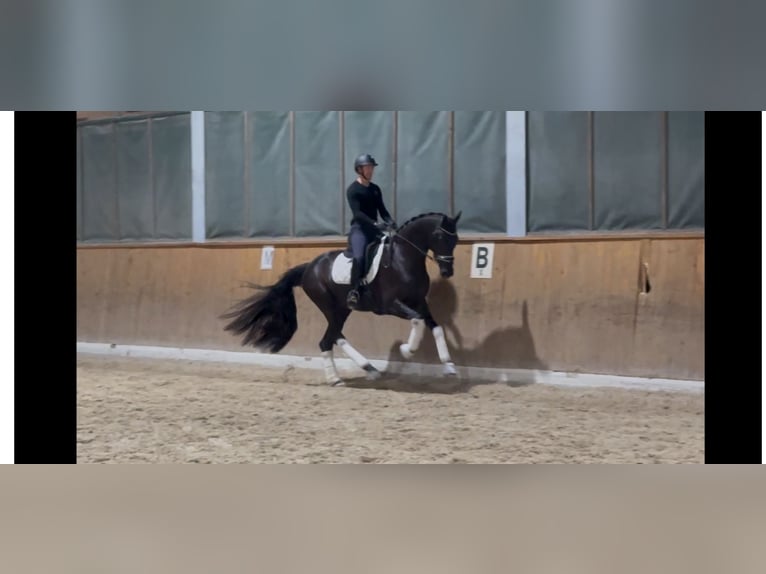 Swiss Warmblood Gelding 4 years 17 hh Black in Deitingen