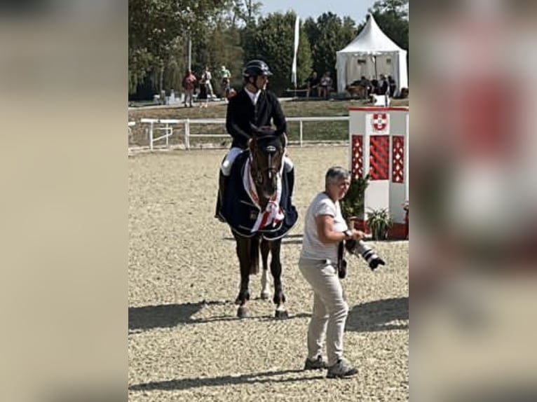 Swiss Warmblood Gelding 5 years 16,2 hh in Dielsdorf