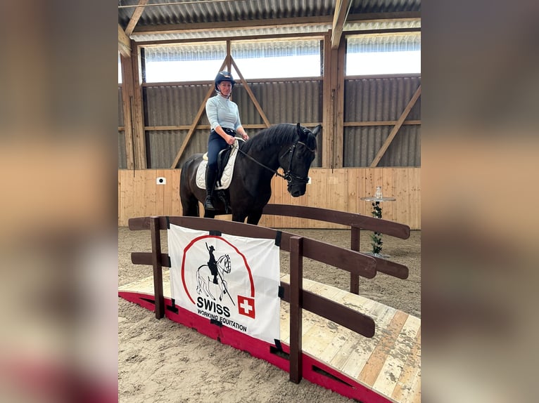 Swiss Warmblood Gelding 5 years 16 hh Bay-Dark in Hermetschwil-Staffeln