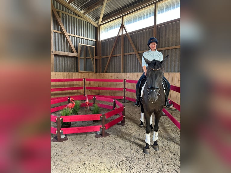 Swiss Warmblood Gelding 5 years 16 hh Bay-Dark in Hermetschwil-Staffeln