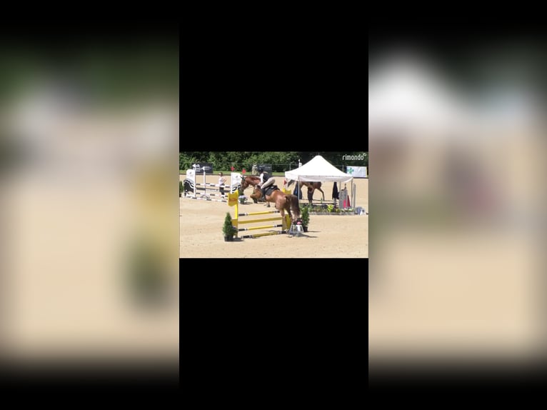 Swiss Warmblood Gelding 5 years 16,1 hh Chestnut-Red in Salez