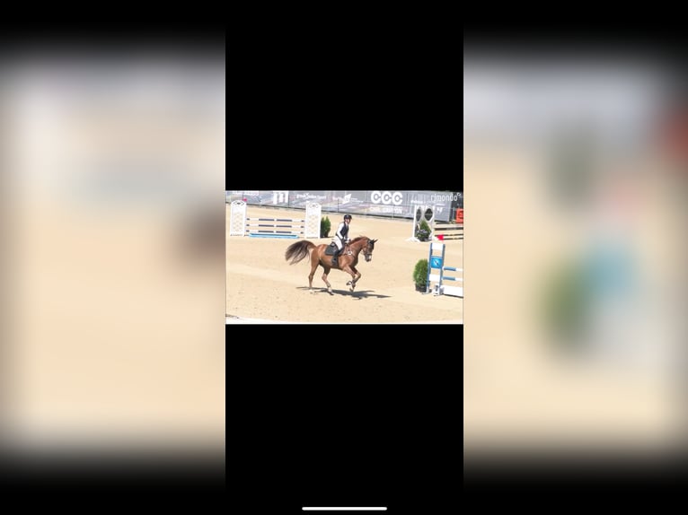 Swiss Warmblood Gelding 5 years 16,1 hh Chestnut-Red in Salez