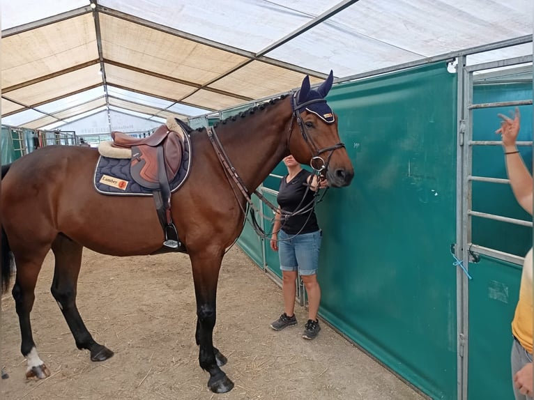Swiss Warmblood Gelding 5 years 17 hh Bay-Dark in Wolschwiller