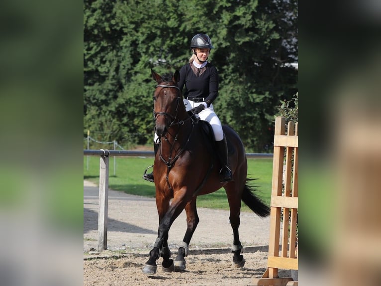 Swiss Warmblood Gelding 5 years 17 hh Brown in Lyss