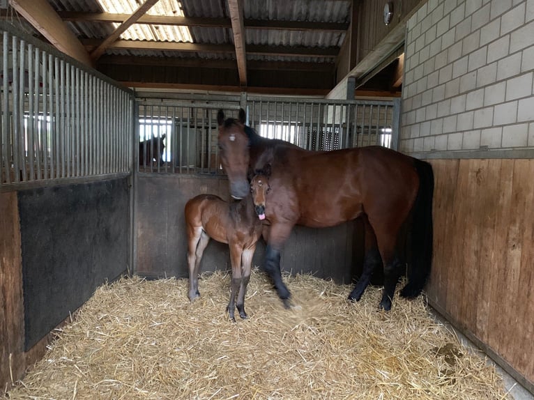 Swiss Warmblood Gelding 5 years 17 hh Brown in Lyss