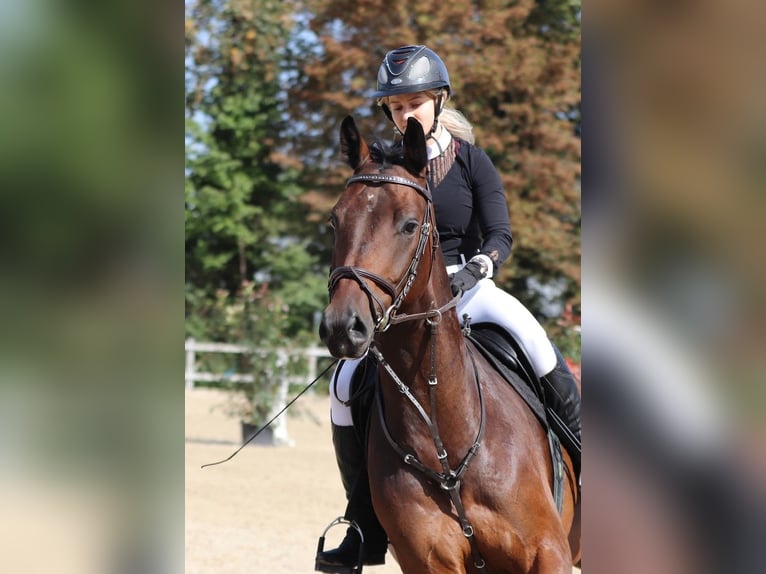 Swiss Warmblood Gelding 5 years 17 hh Brown in Lyss