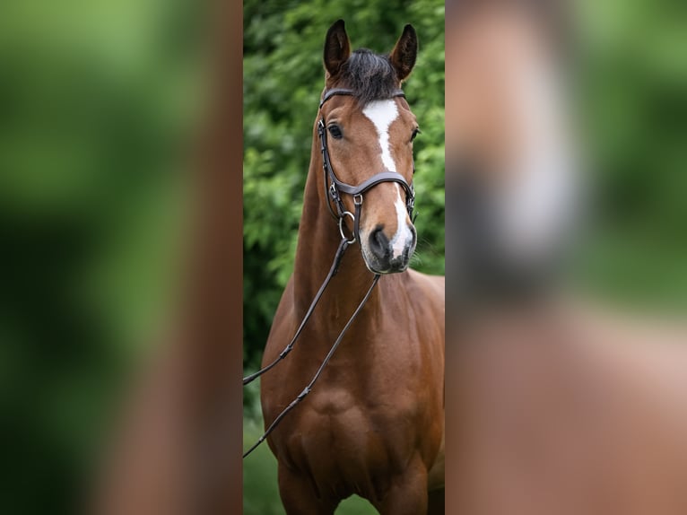 Swiss Warmblood Gelding 6 years 16,1 hh in Laufen