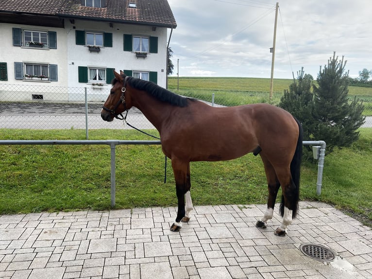Swiss Warmblood Gelding 6 years 16,1 hh in Laufen
