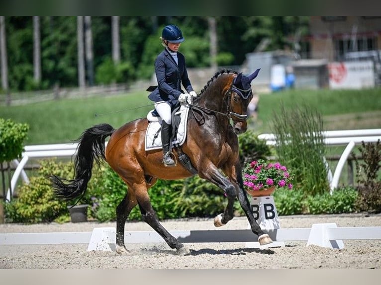 Swiss Warmblood Gelding 6 years 17,2 hh Bay-Dark in Weisslingen