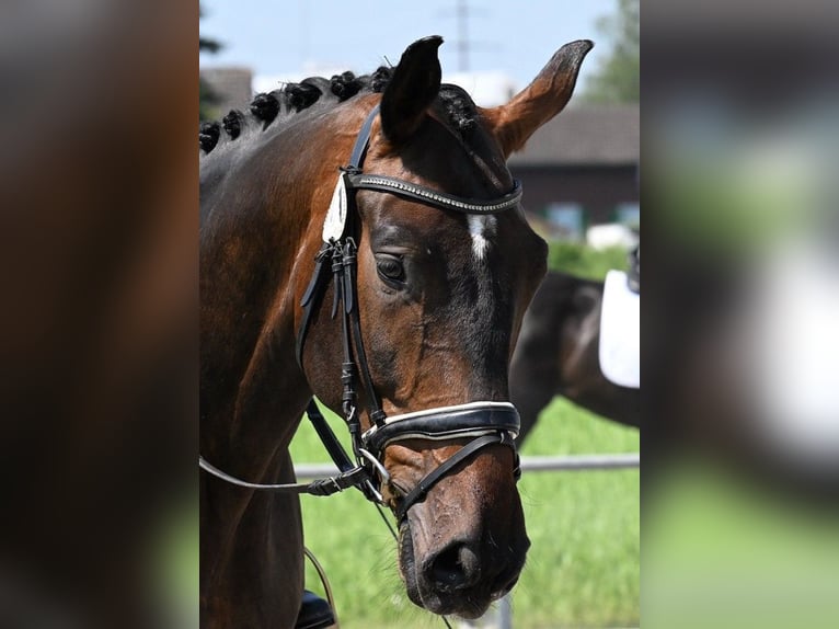 Swiss Warmblood Gelding 6 years 17,2 hh Bay-Dark in Weisslingen