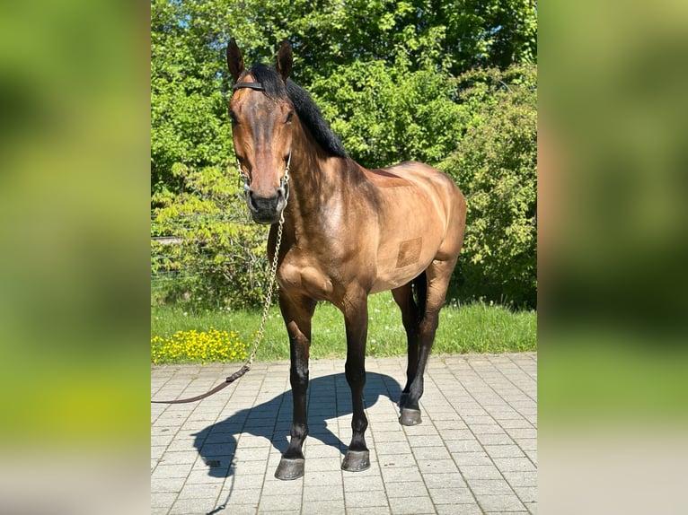 Swiss Warmblood Gelding 7 years 16.2 hh Brown in Aeugst