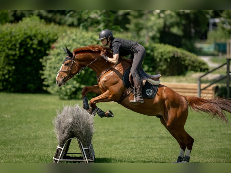 Swiss Warmblood Gelding 7 years 16,3 hh Chestnut-Red in Worben