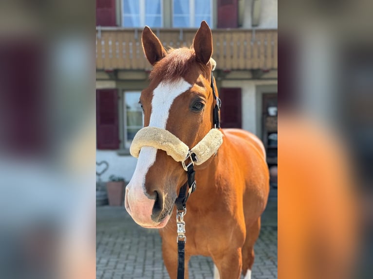 Swiss Warmblood Gelding 7 years 16,3 hh Chestnut-Red in Worben