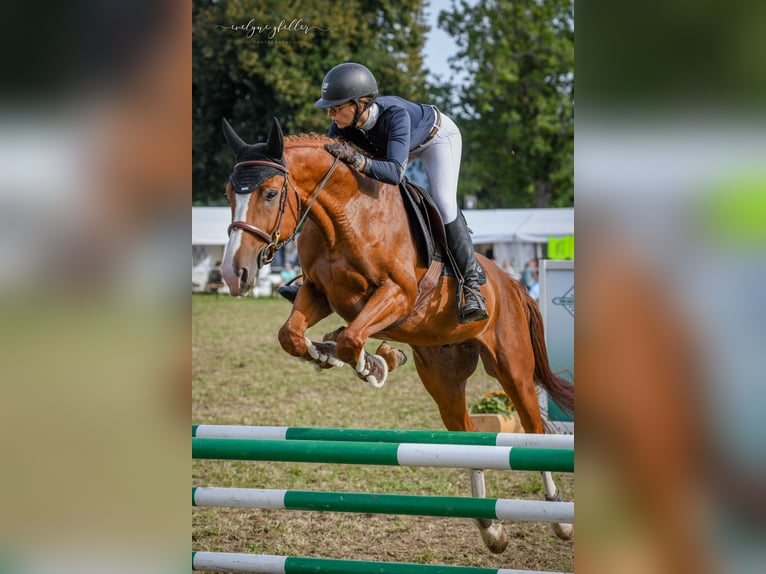 Swiss Warmblood Gelding 7 years 16,3 hh Chestnut-Red in Worben